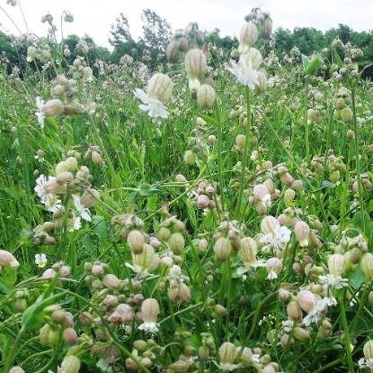 Picture of Herb Campion Bladder (Silene Vulgaris)